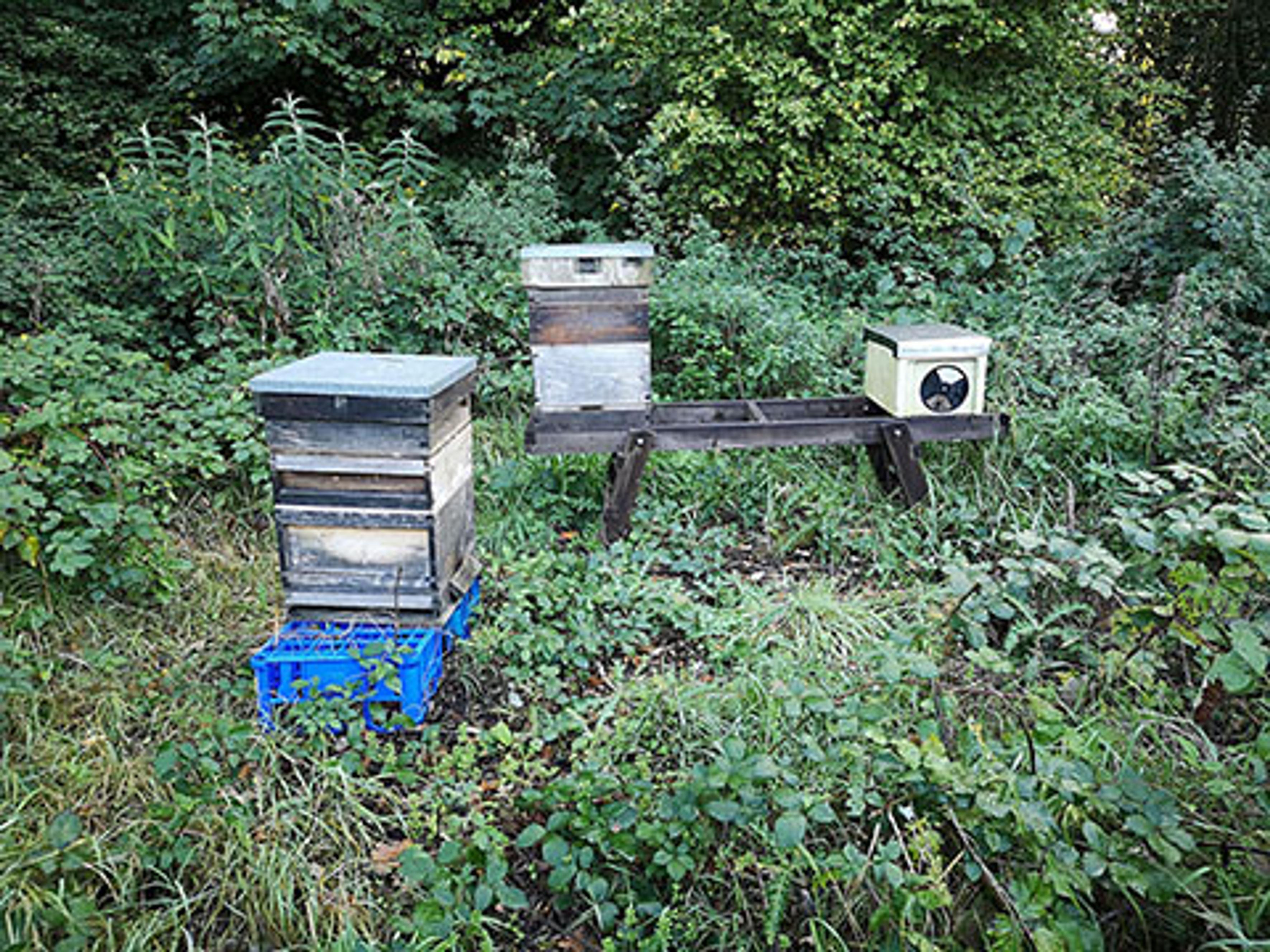 Chipstead's Bees