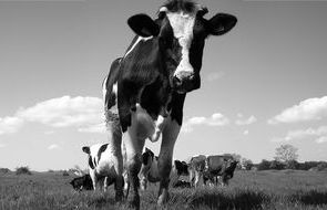 Sutton Coldfield cows 3.jpg