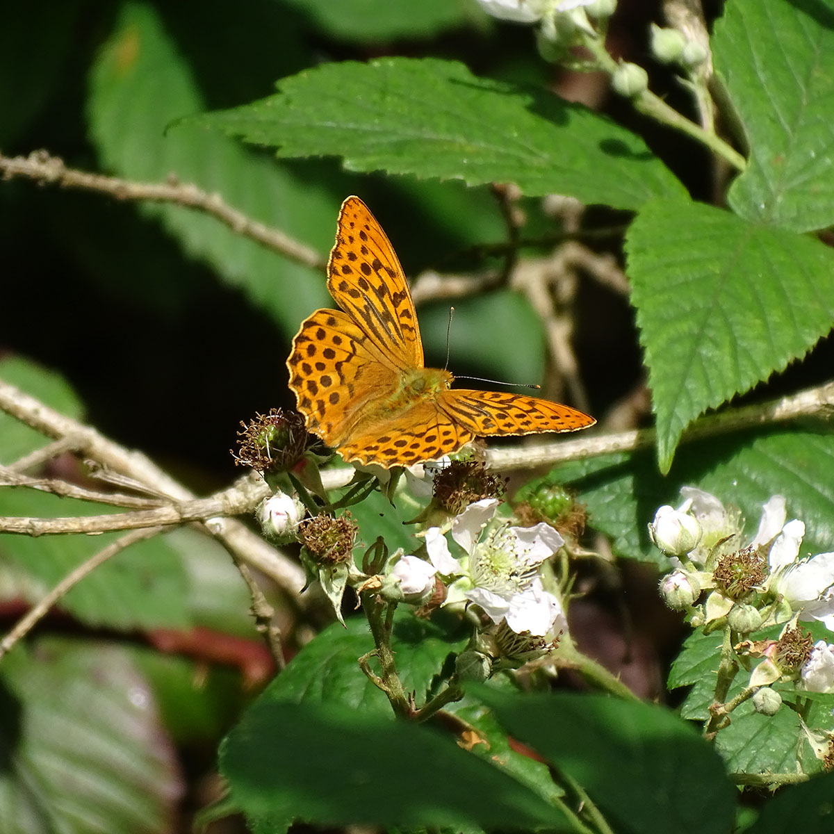 Dark green fritillary butterfly on a bramble berry. 