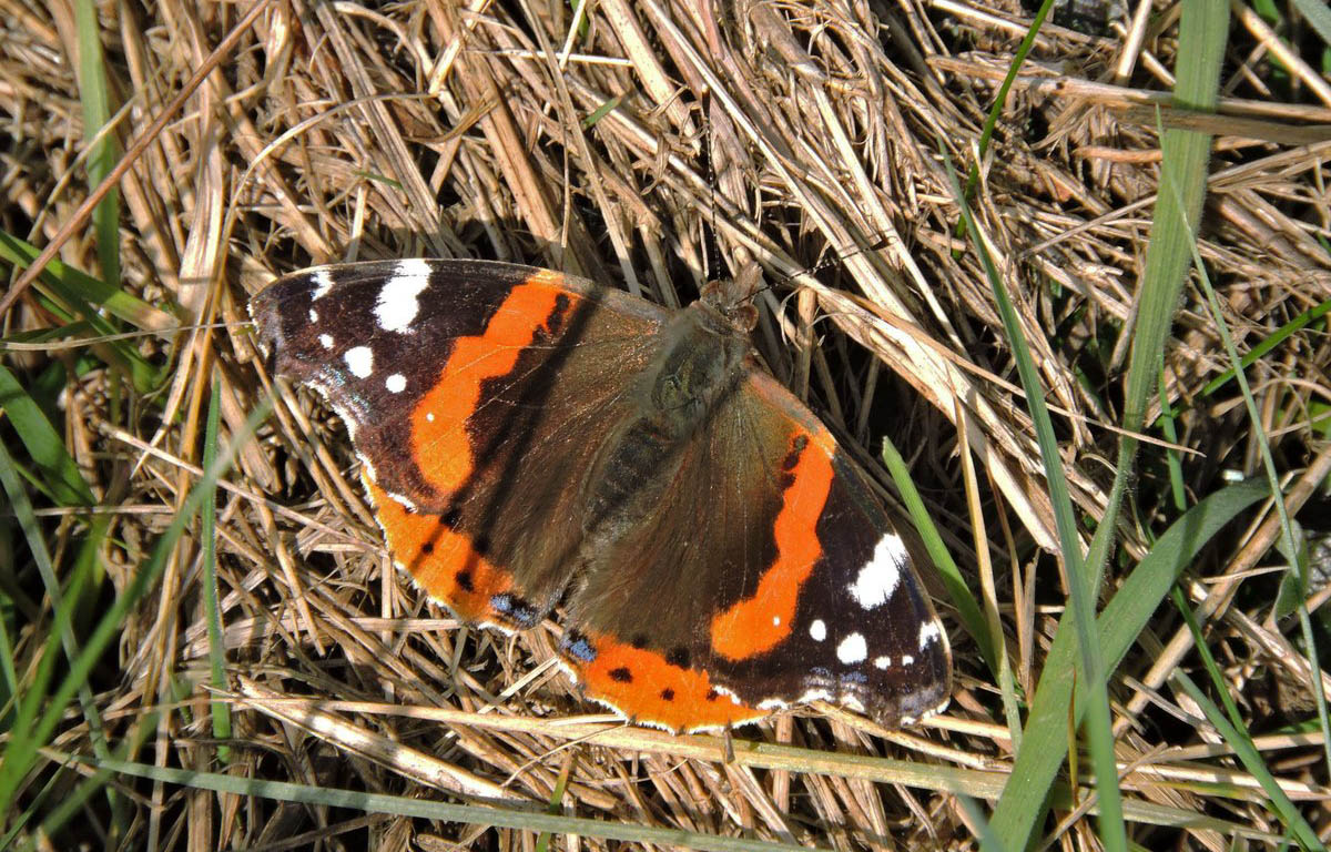 Ipswich Red Admiral