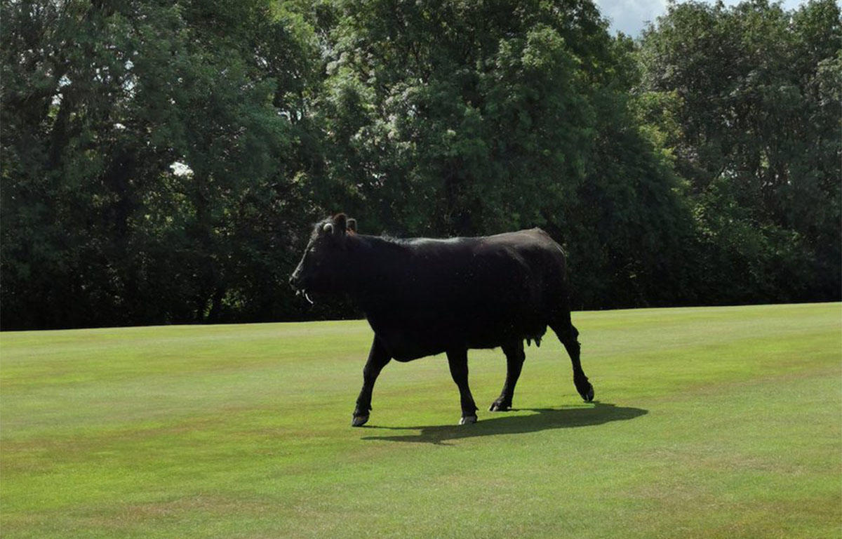Snorter on the golf course - black cow loose on golf course