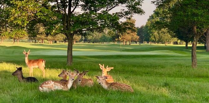 W 23515_Carratt_Lee_Image_3_Spring morning, fallow deer relaxing 11th hole Belton Park Golf Club.jpg
