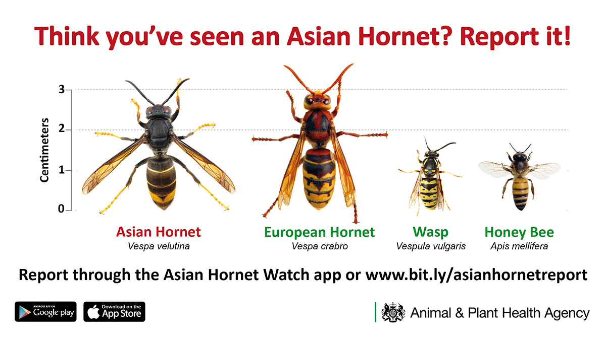 Asian hornet ID with wasps