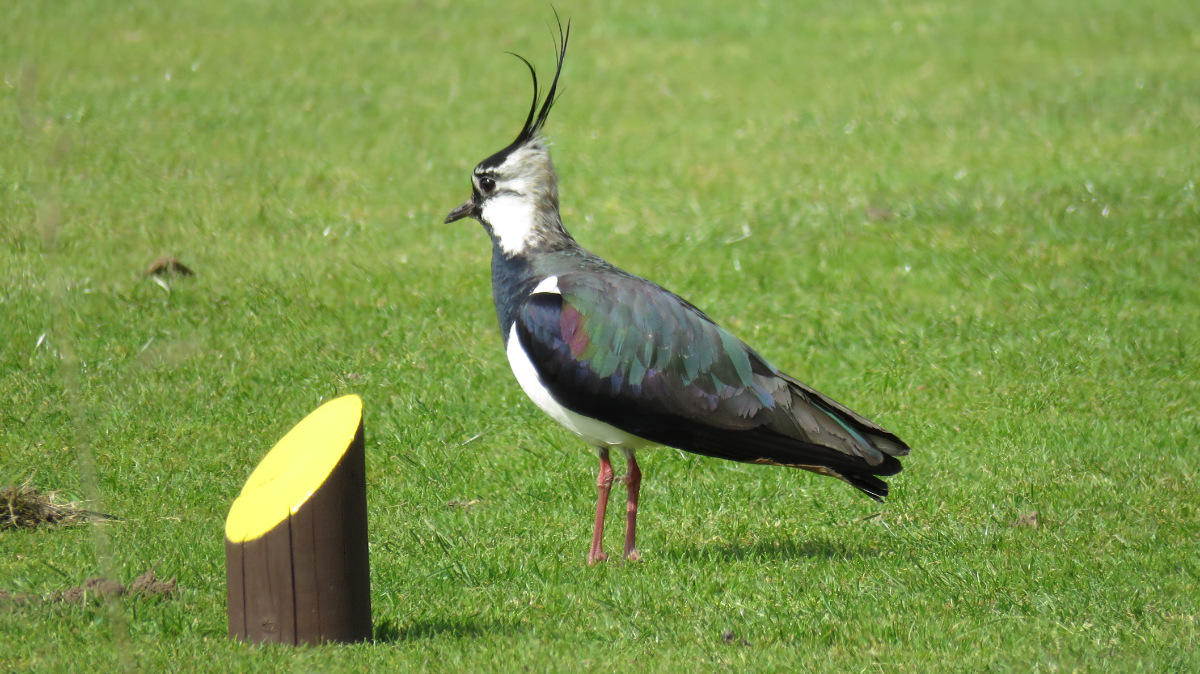 Lapwing at Avro.jpg 1