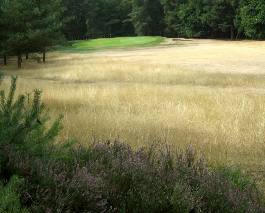 03. Clean fescue rough on 12th Pine Ridge.jpg