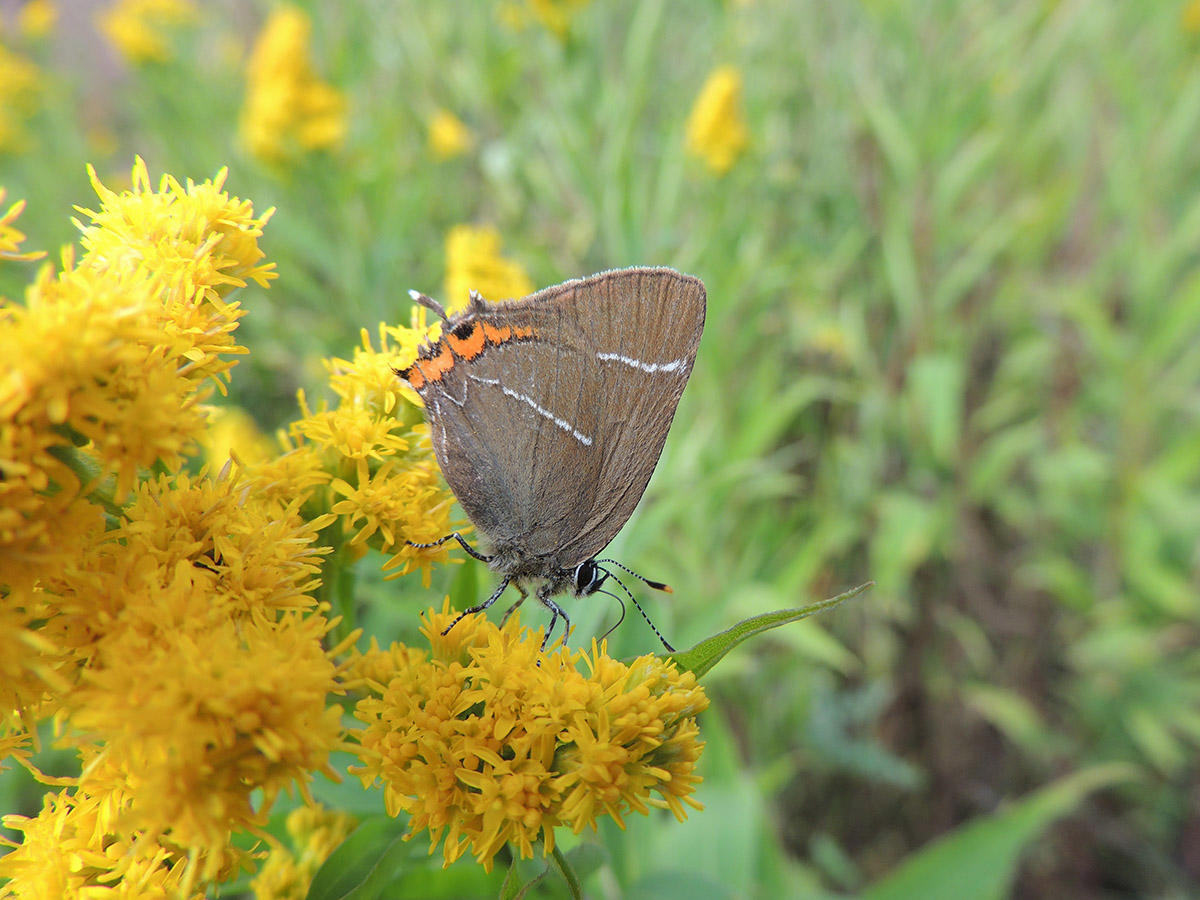 White-letter Hairstreak at Alnwick