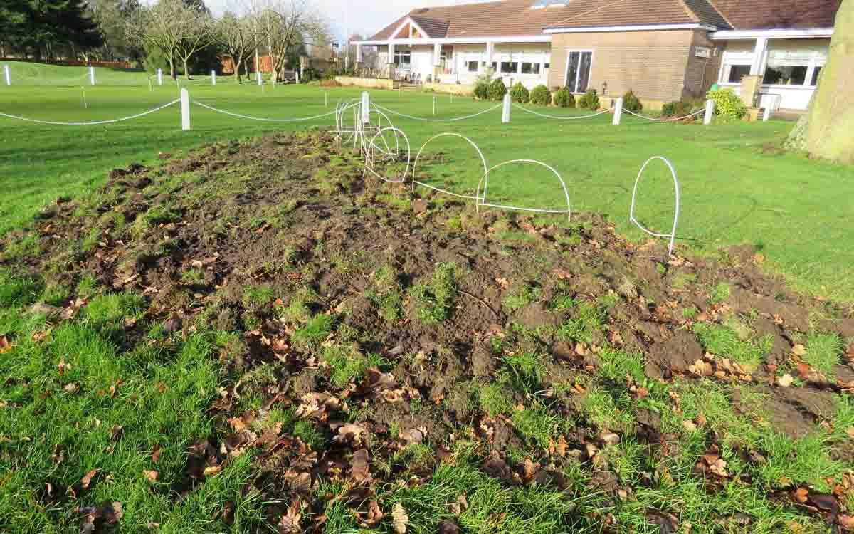 Chafer Grub damage.JPG