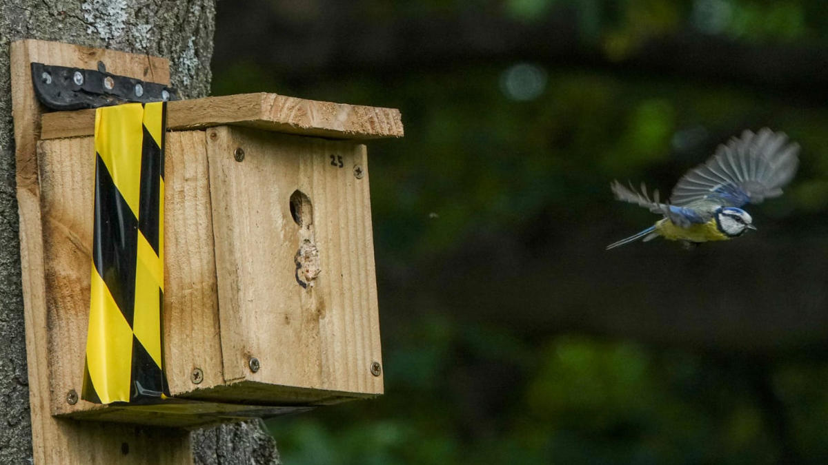 Blue tits are among the species nesting on the site.jpg