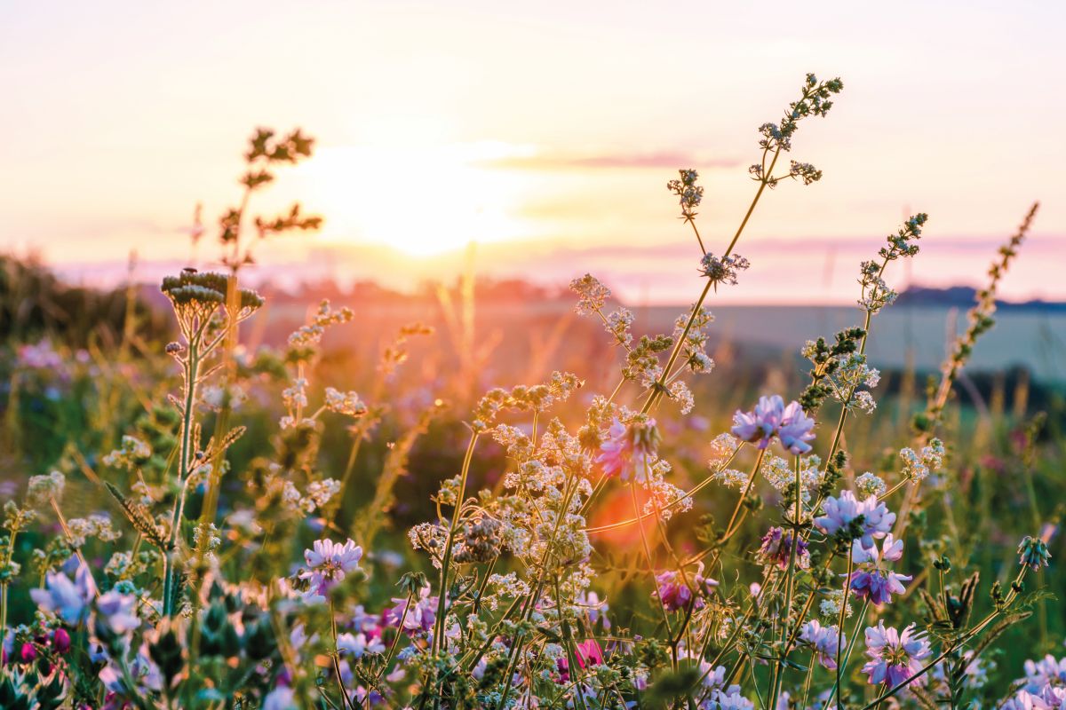 AdobeStock_360066440.jpg