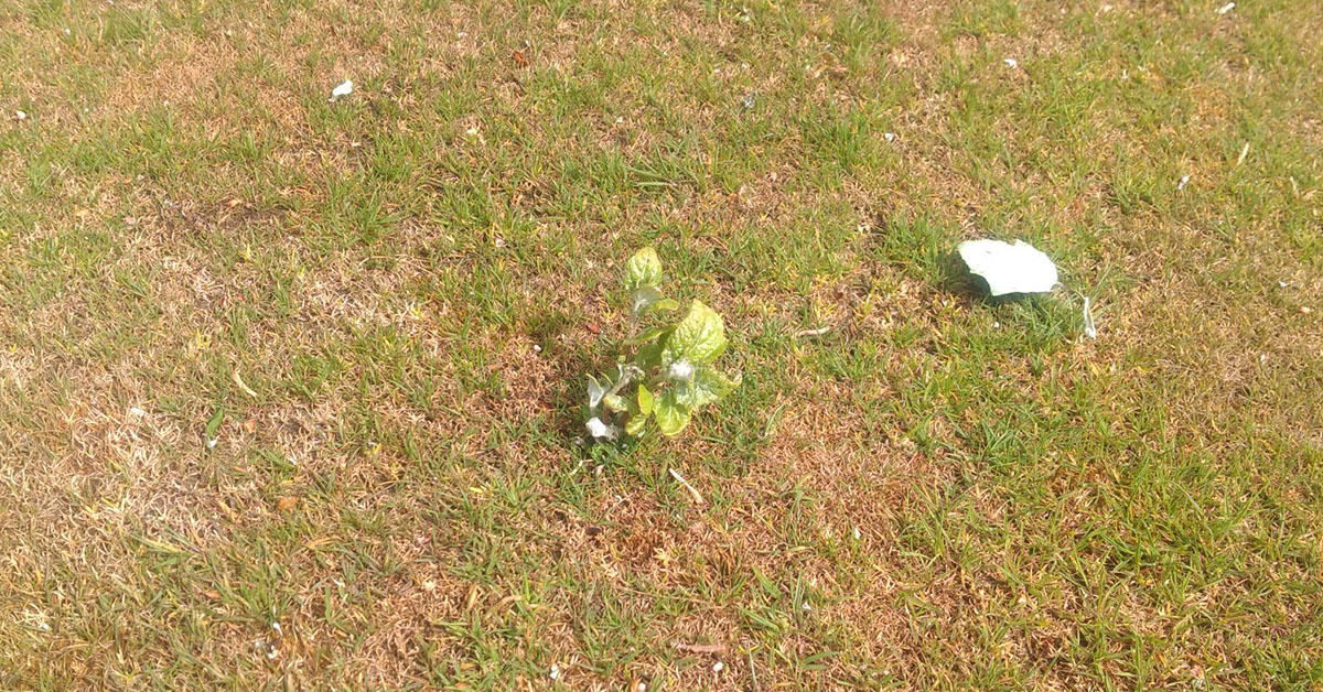 A poplar tree even sprouted at Bradley Park, pic by Matt Harness.jpg