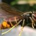 Asian hornet.jpg