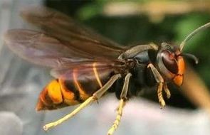Asian hornet.jpg