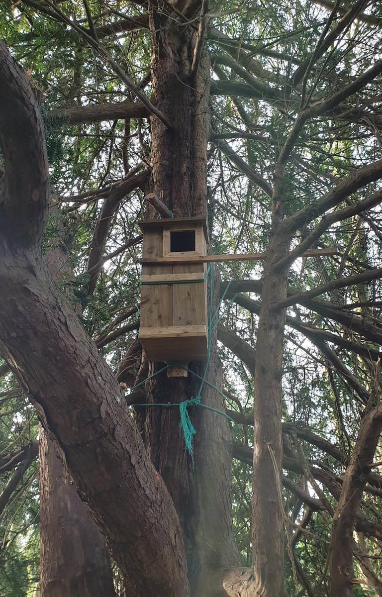 Hexham Owl Box