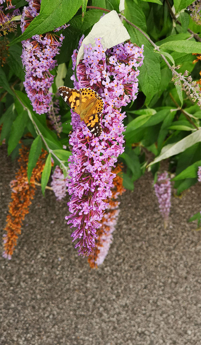 Painted Lady butterfly on Buddleia