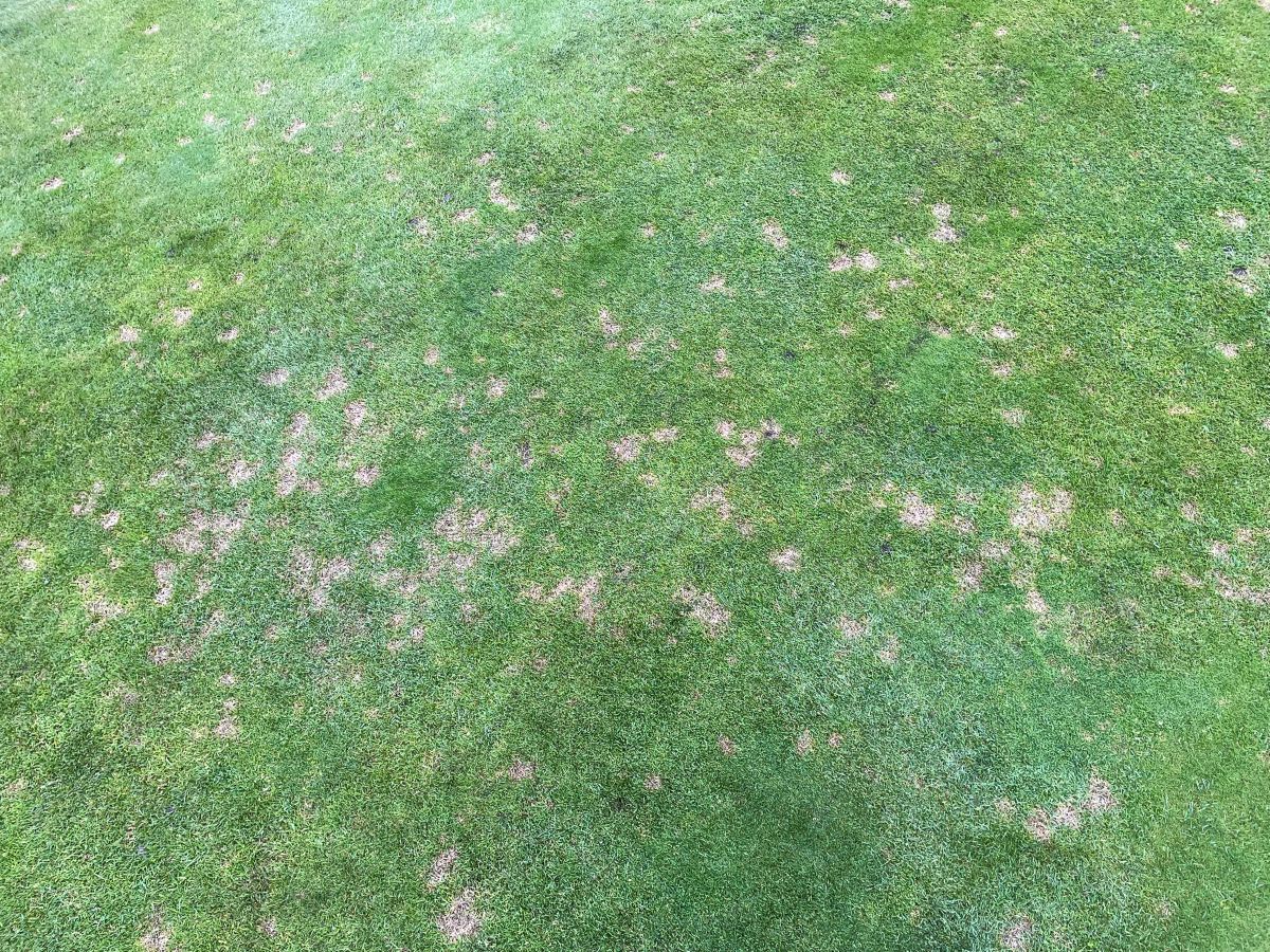 Dollar spot - GK image.jpg