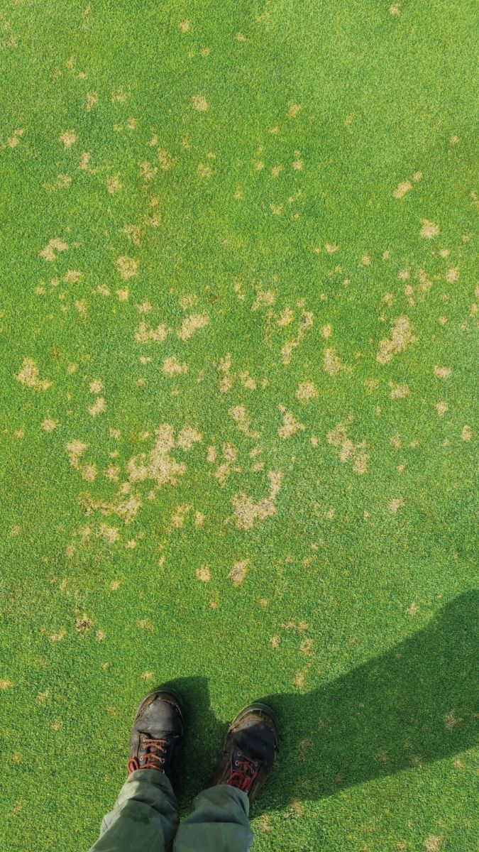 Dollar spot image.jpg