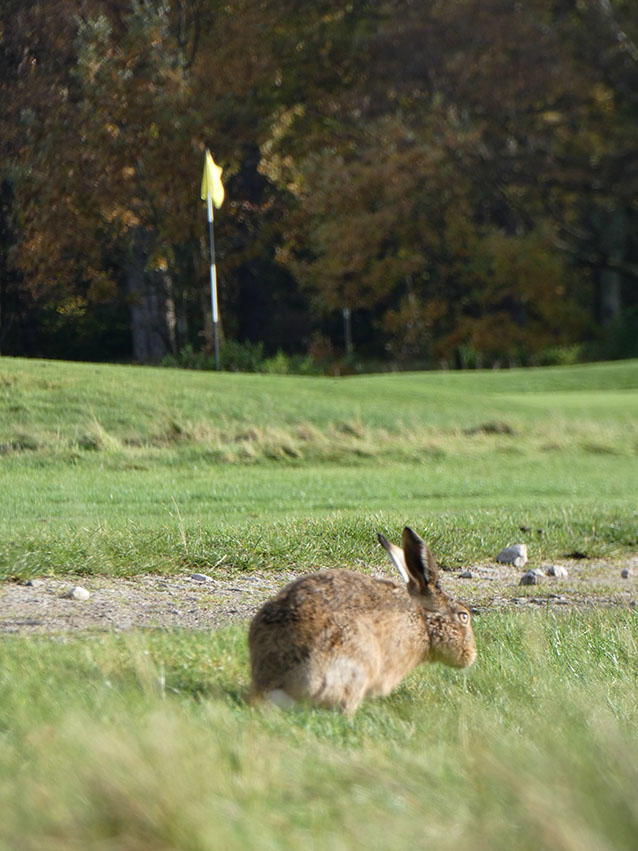 Fairhaven Hare.JPG