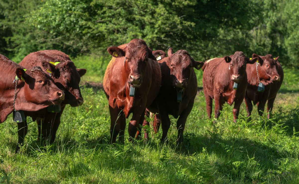 Berkhamsted cows.jpg