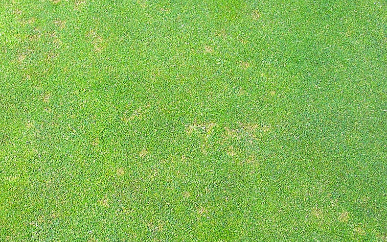 Typical dollar spot infecftion on fescue green surface.jpg