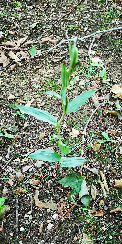 Burford's white helleborine