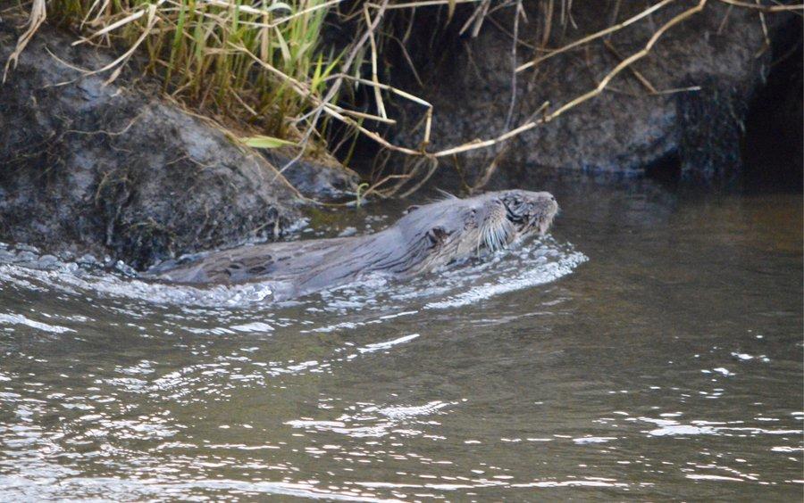 Richard Mullen's otter and pup