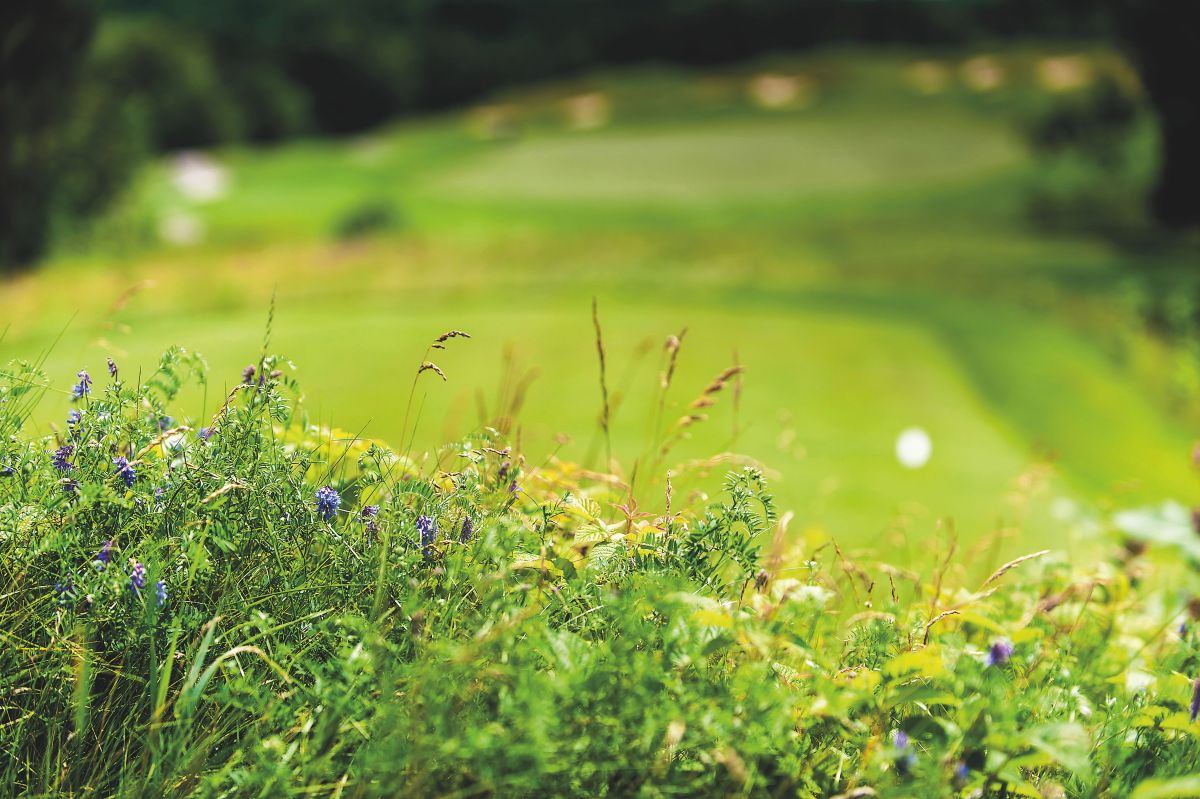 golfwildflowerspic.jpg