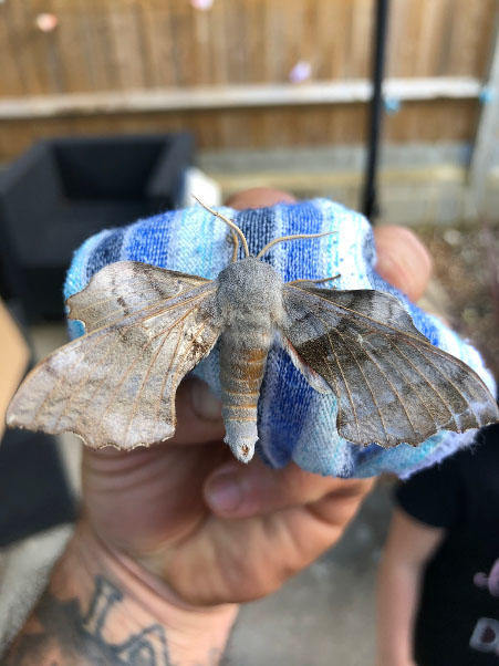 Poplar Hawk Moth.jpg
