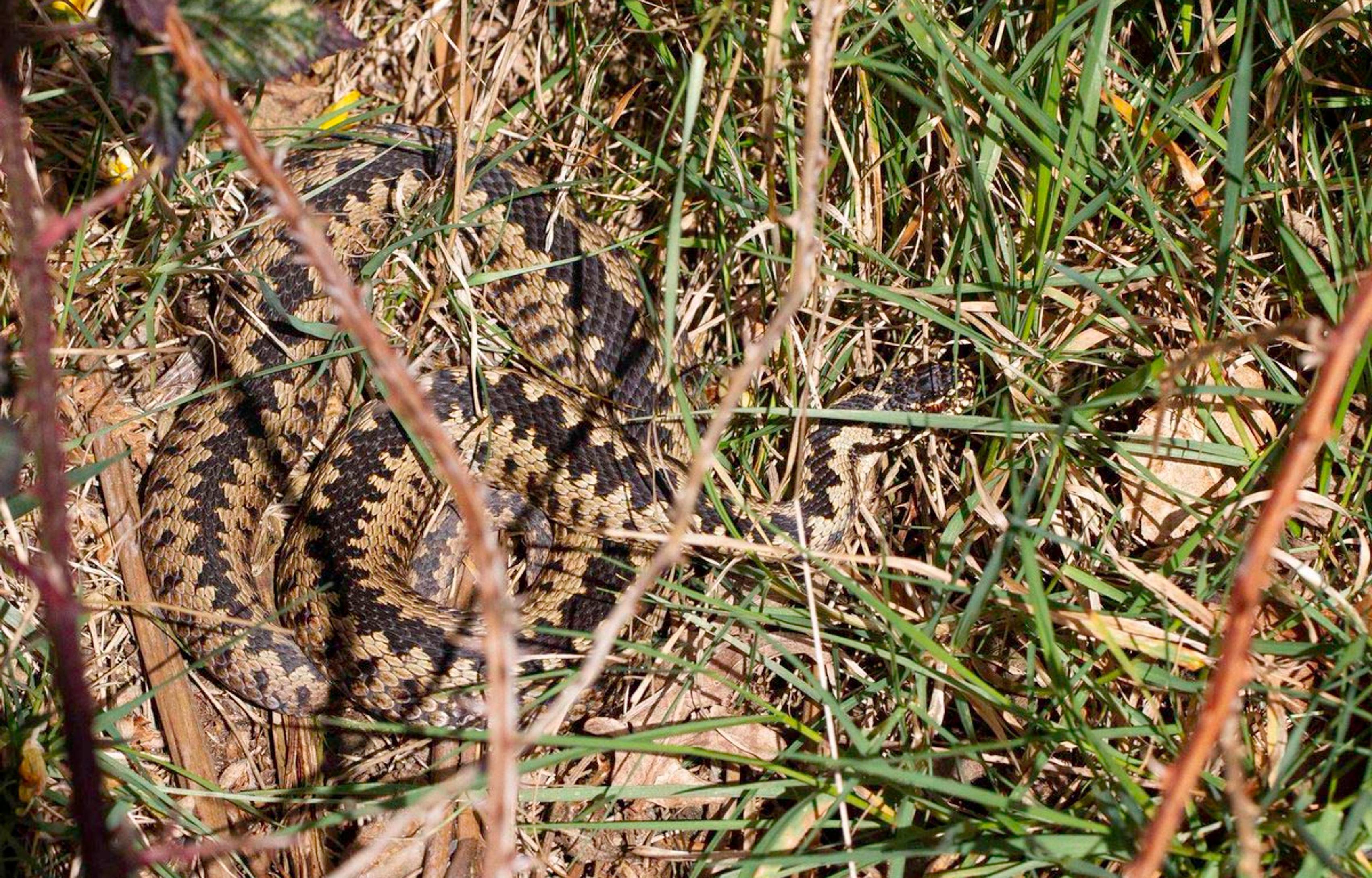 Adder at Aldeburgh