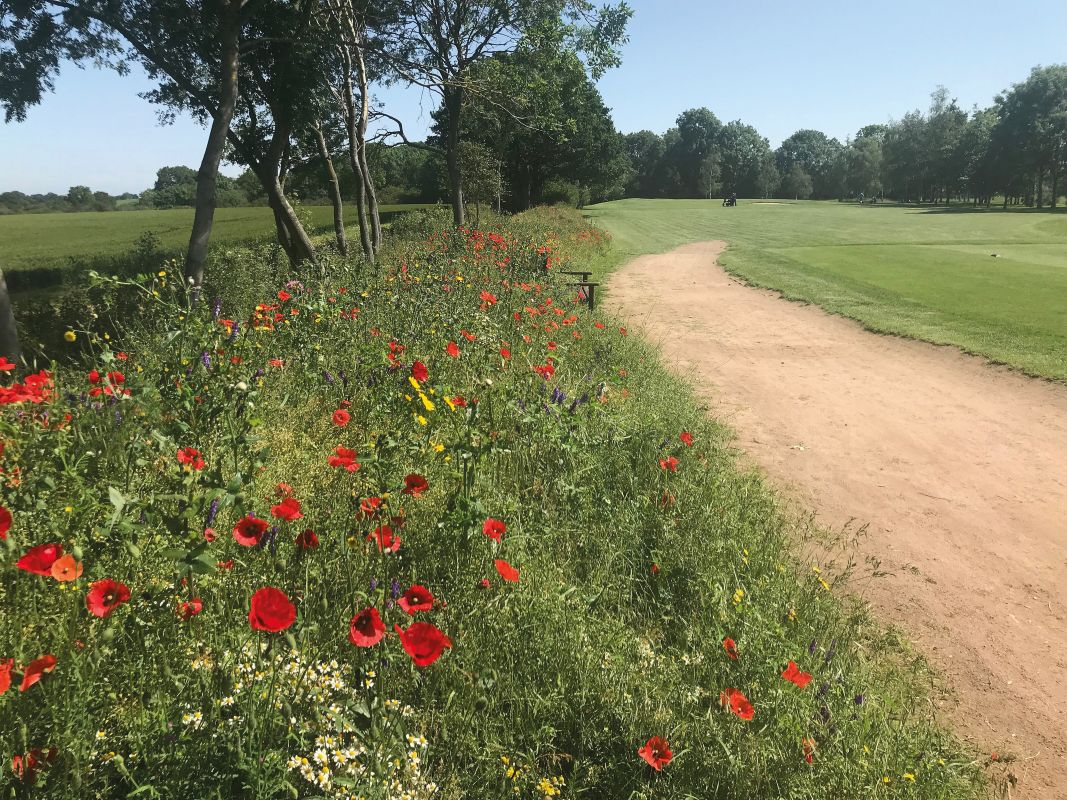 A wildflower area thrives at Stratford Oaks Golf Club.jpg