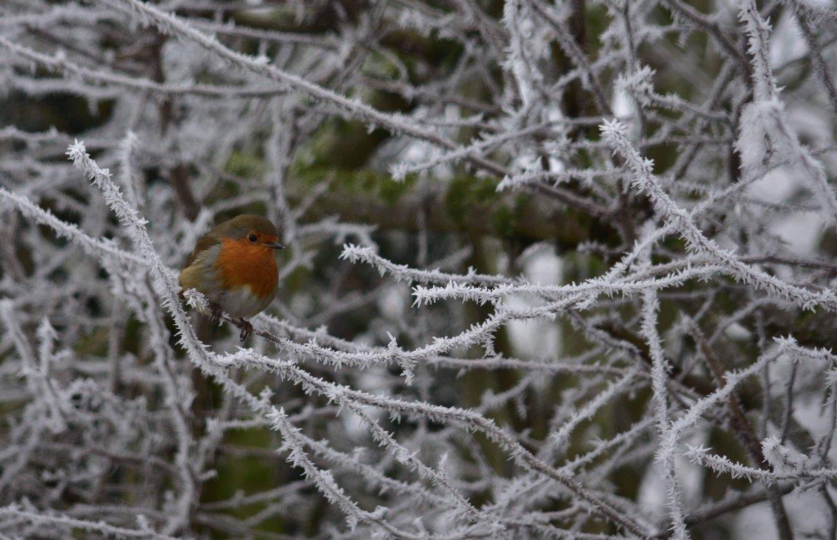 Robin Red Breat in a frosty bush
