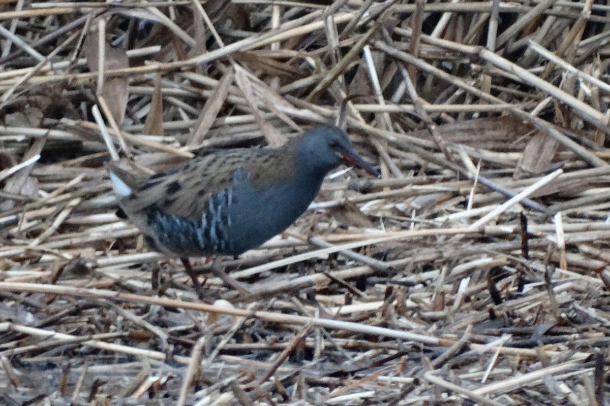 Les Rae's Water Rail