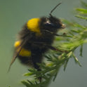 Bee image - Link to Operation Pollinator