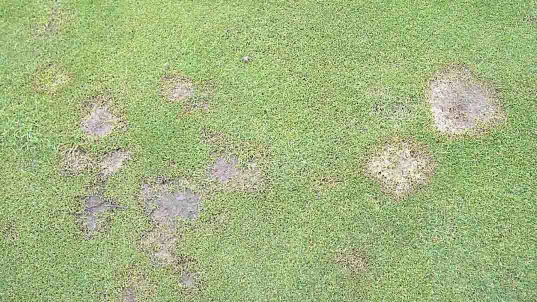 Fusarium dinner plate dead patches.jpg