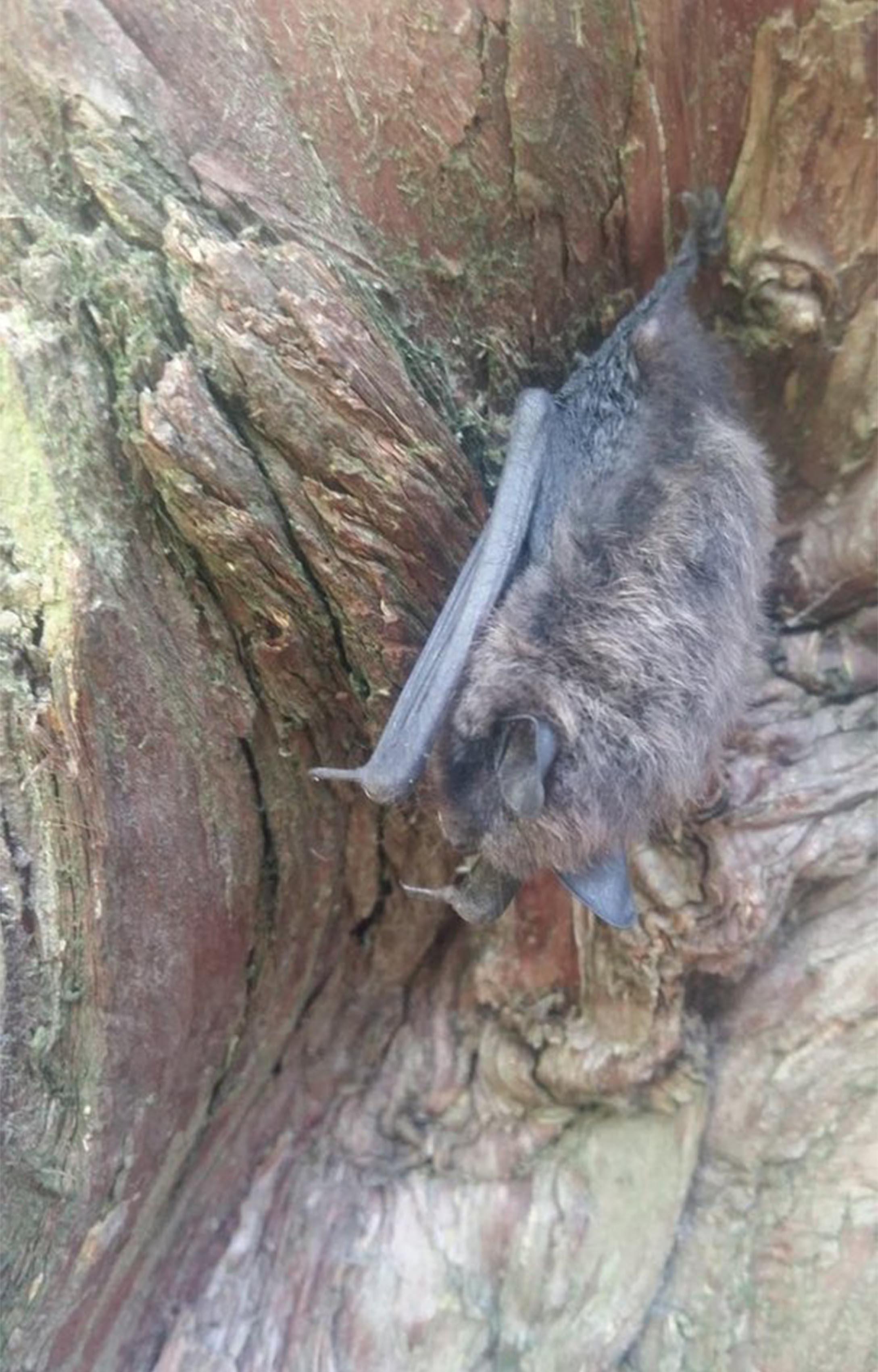 Bat at Morpeth