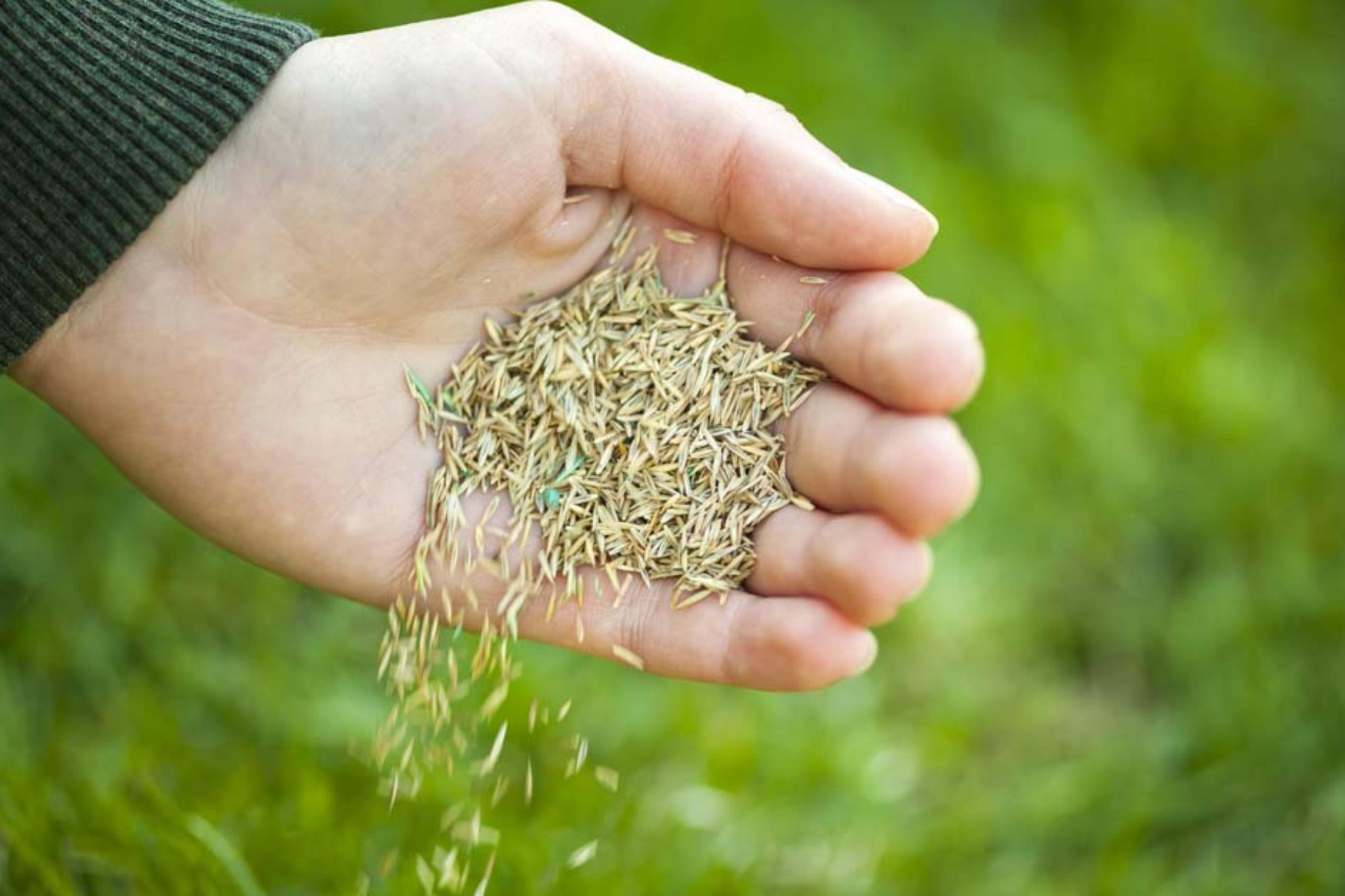 Grass Seed.jpg