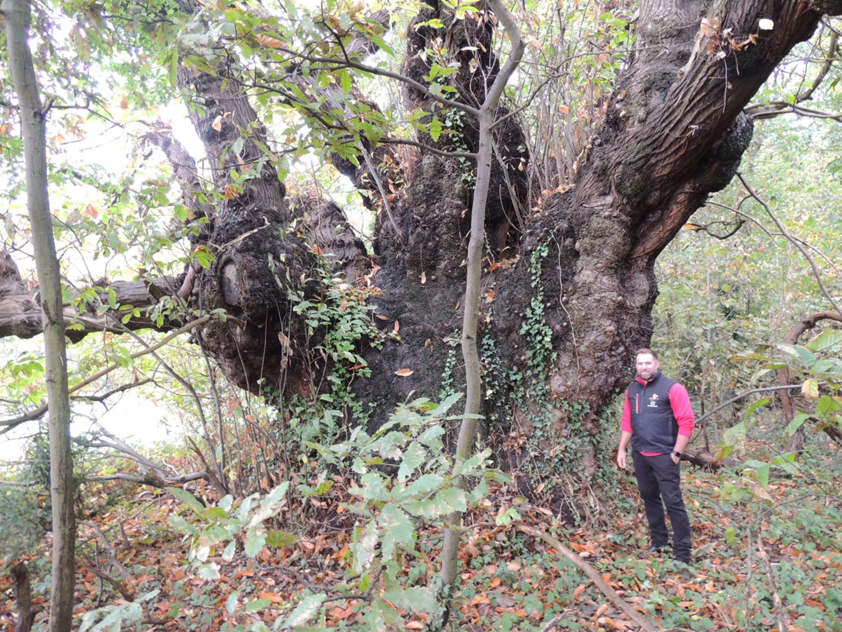 Willesley's Giant Tree