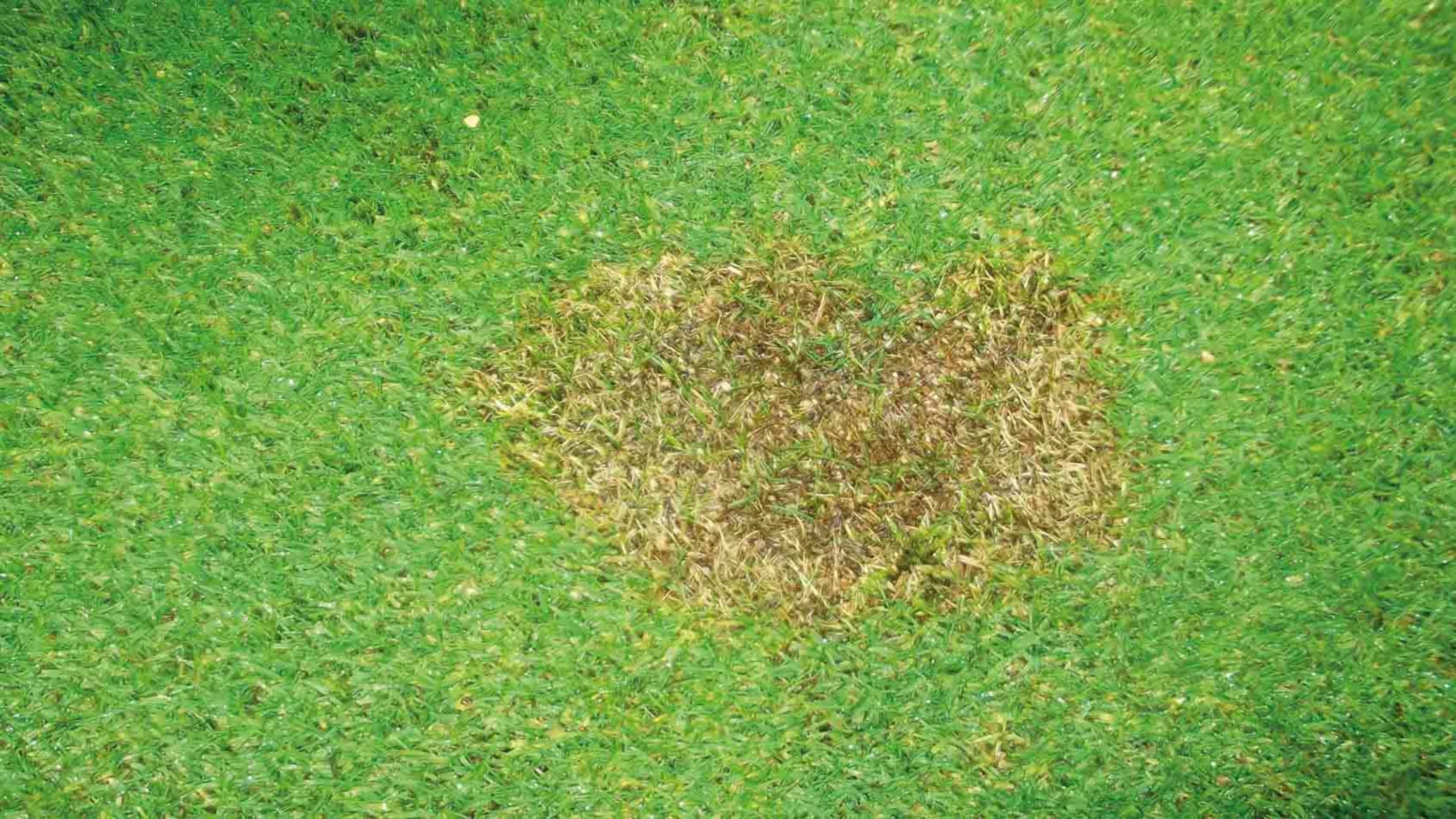 Fusarium.jpg