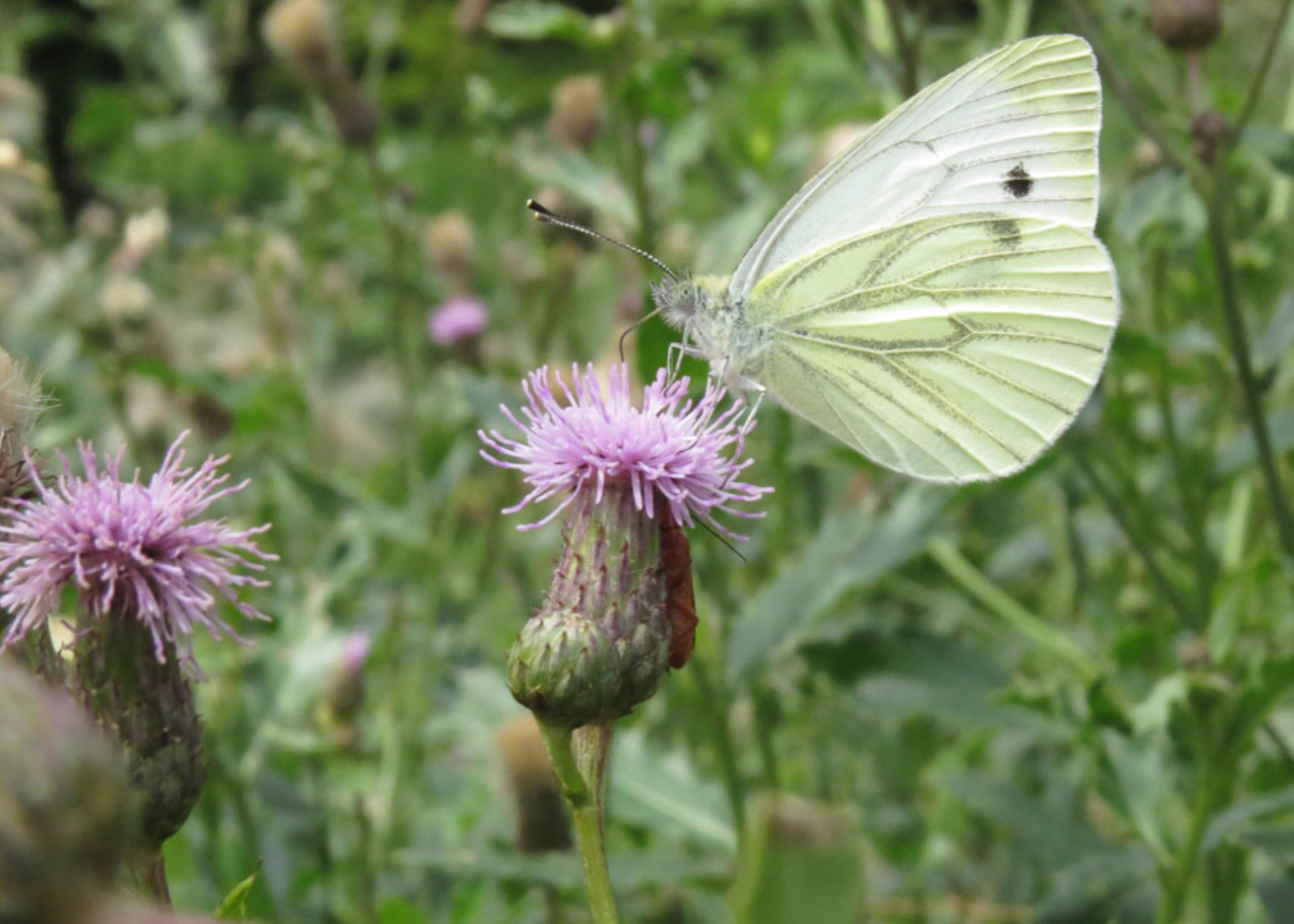 Butterfly sat on a thistle.JPG