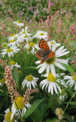 Wildflowers for Karen[1].JPG