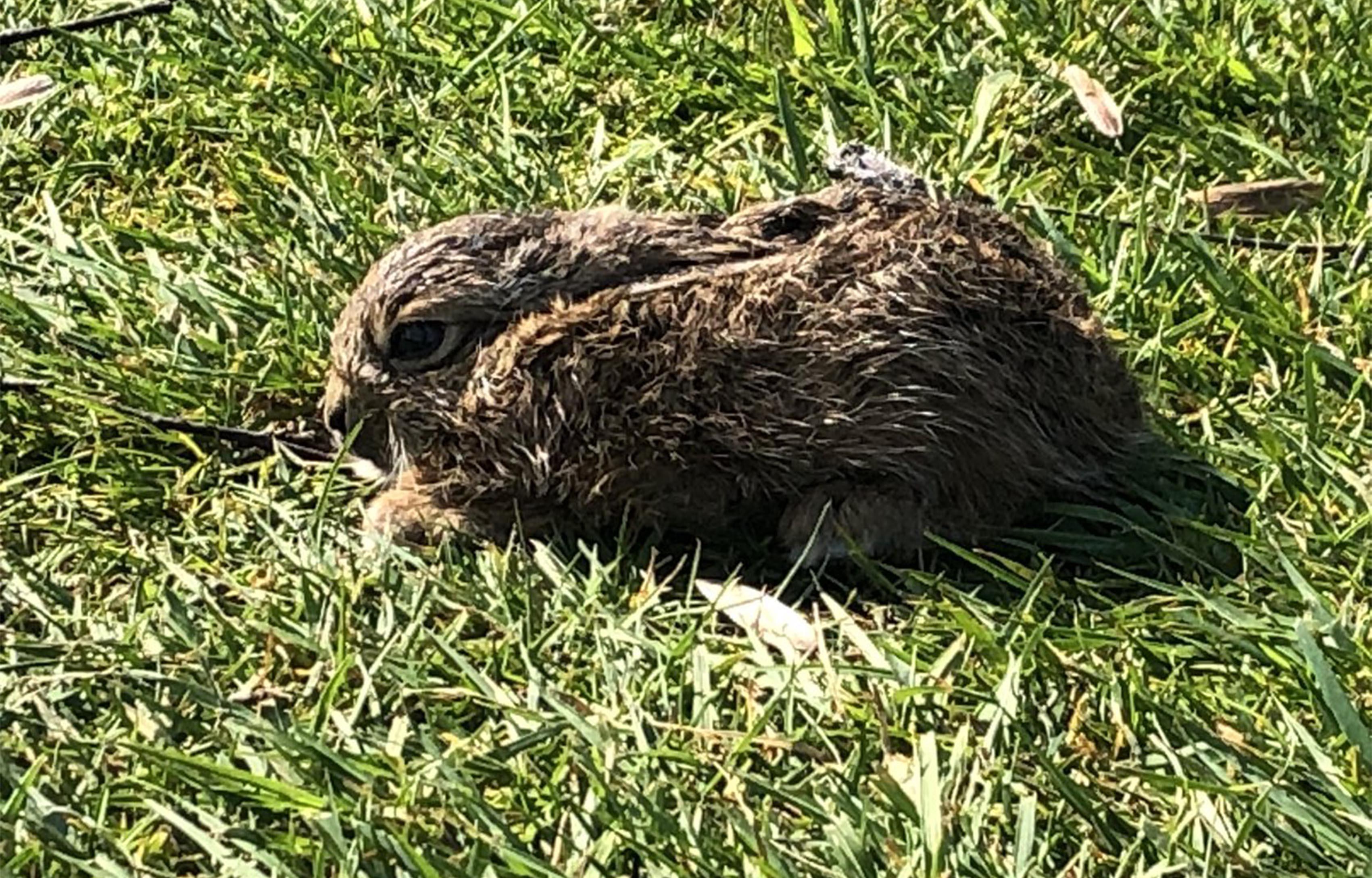 Young hare at Lancaster