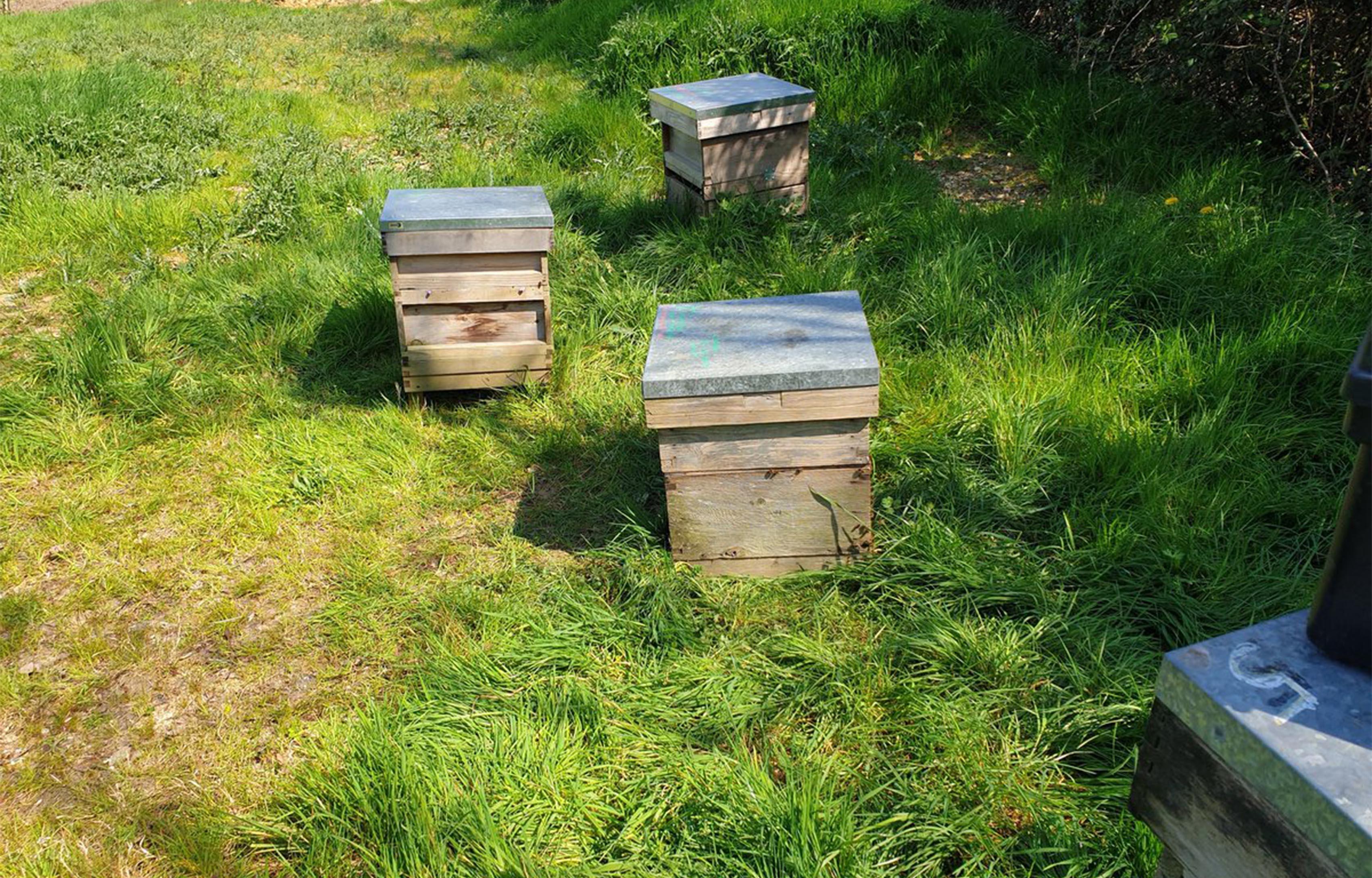 Skylark Golf Club has a collection of bees on the go