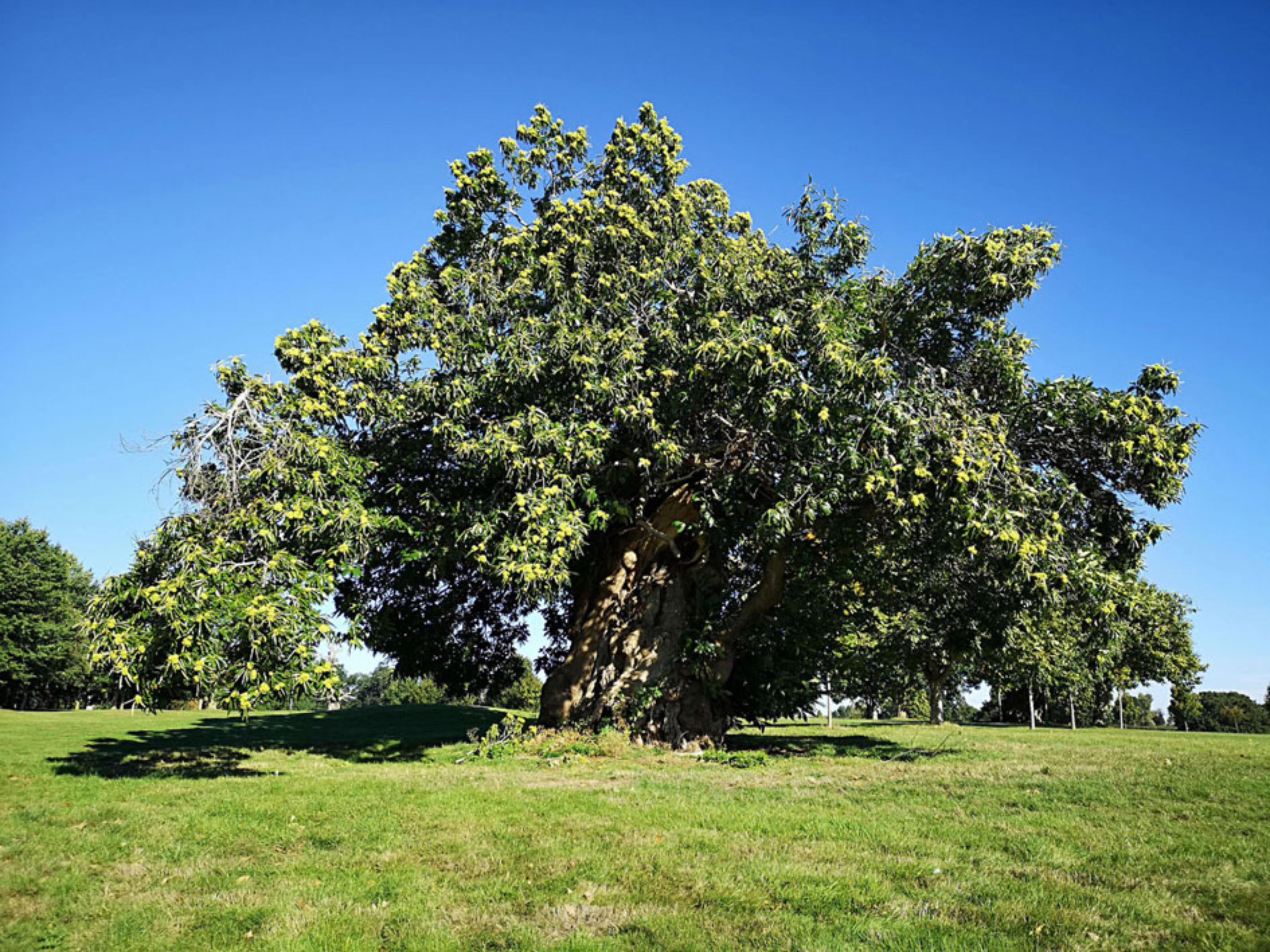 600 year old tree in Northampton