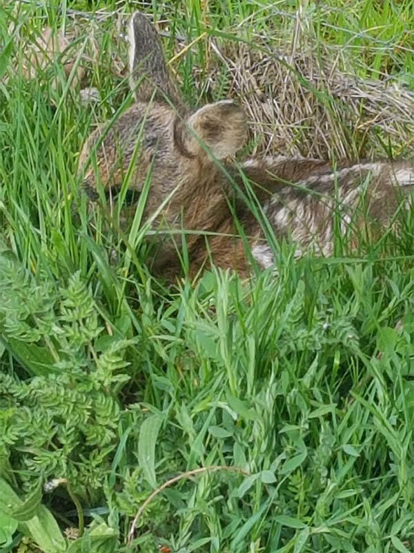 Fawn at Rothes Golf Club