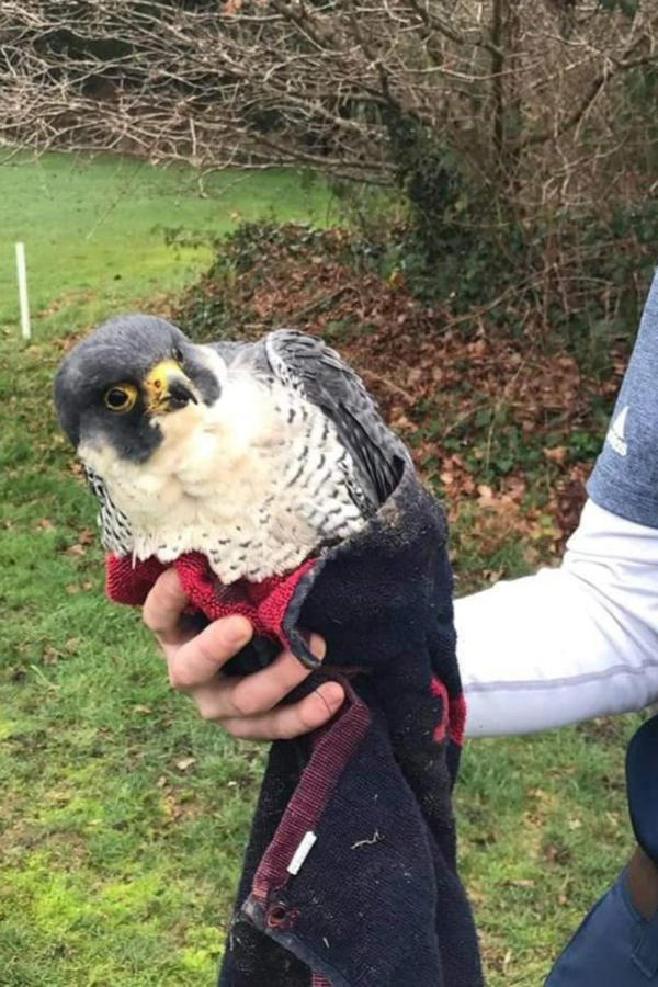 Jim Fancey's Peregrine