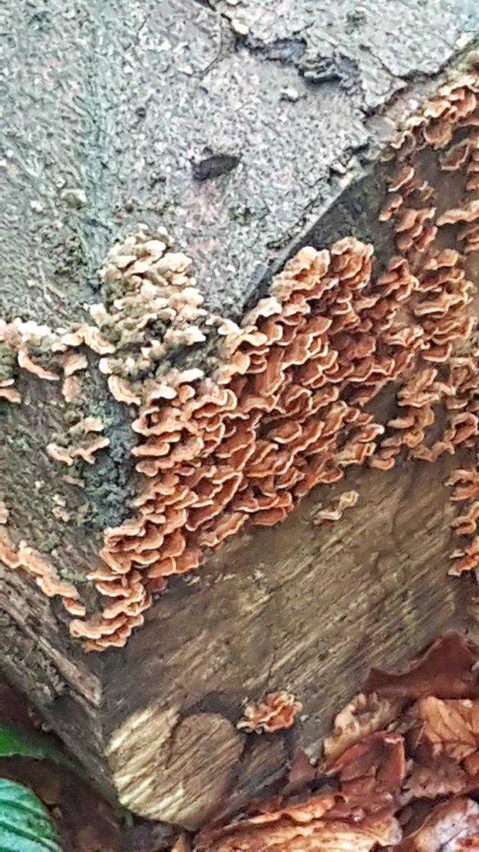 Lickey Hills Fungi