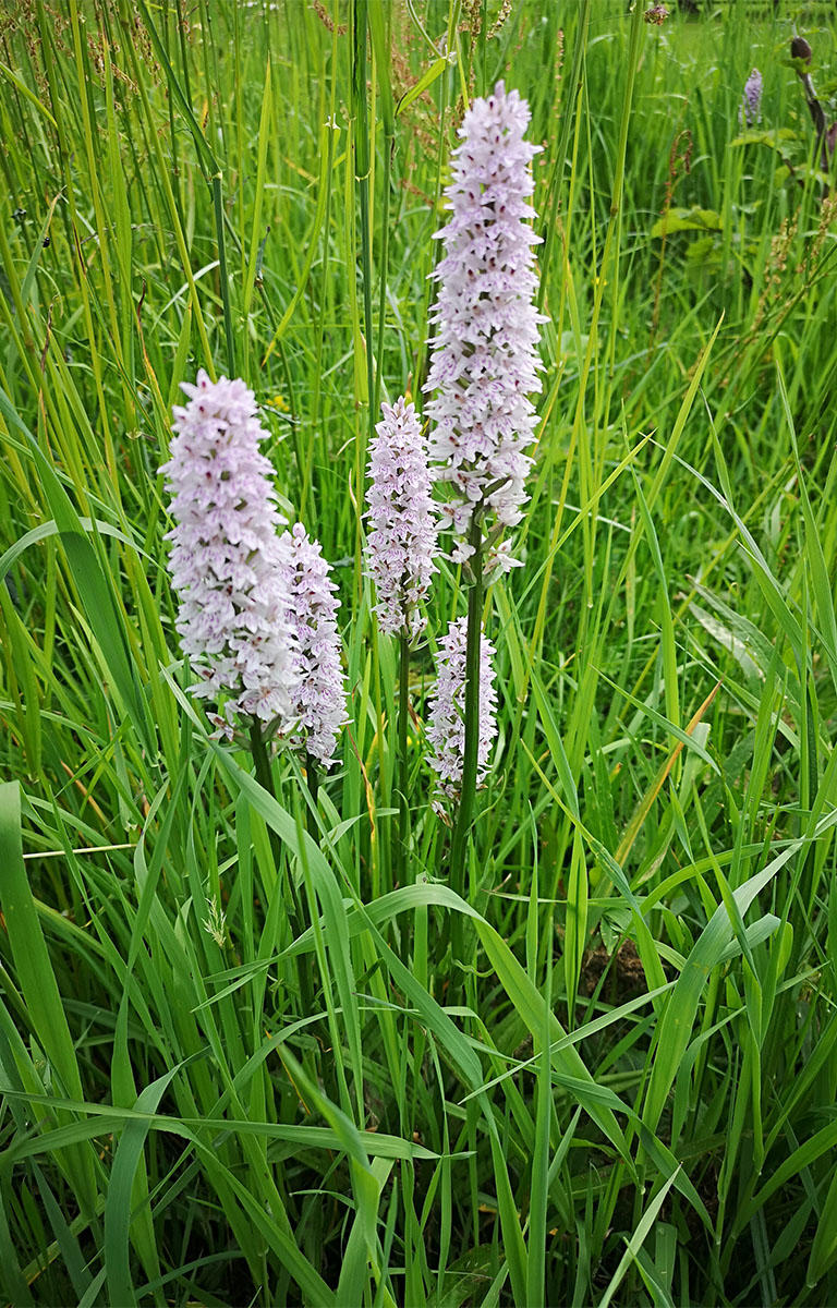 Common - Spotted Orchid at Crewe Golf Club