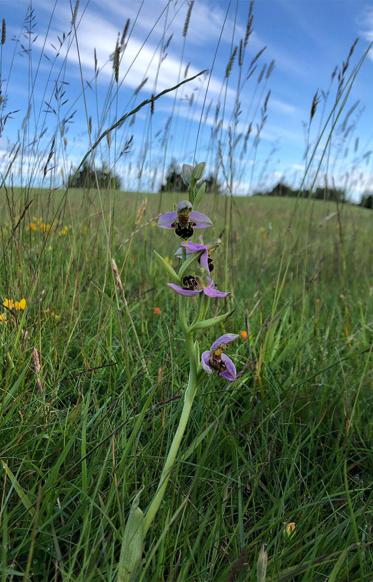 Whitley Bay's Bee Orchid