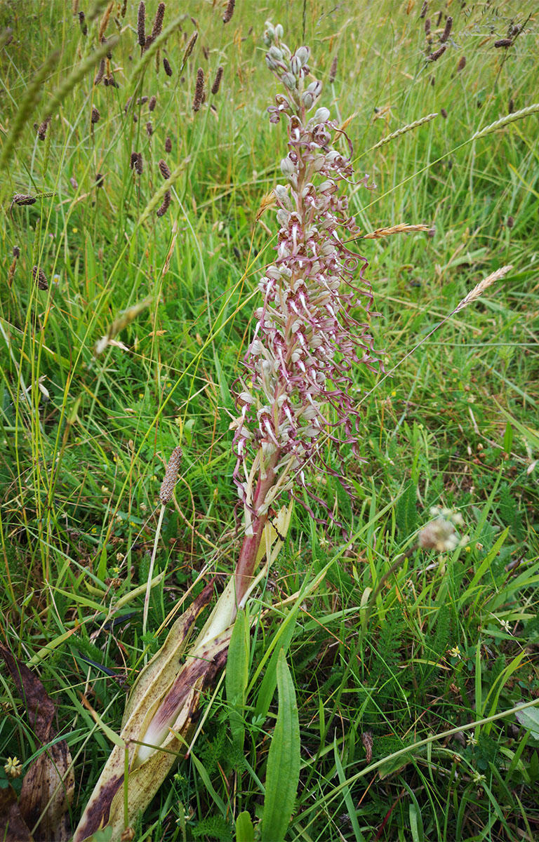 Lizard orchid at Royal Jersey Golf Club