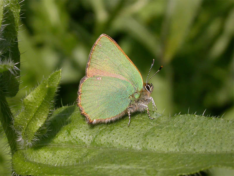 Green hairstreak at Purdis Heath Golf Club