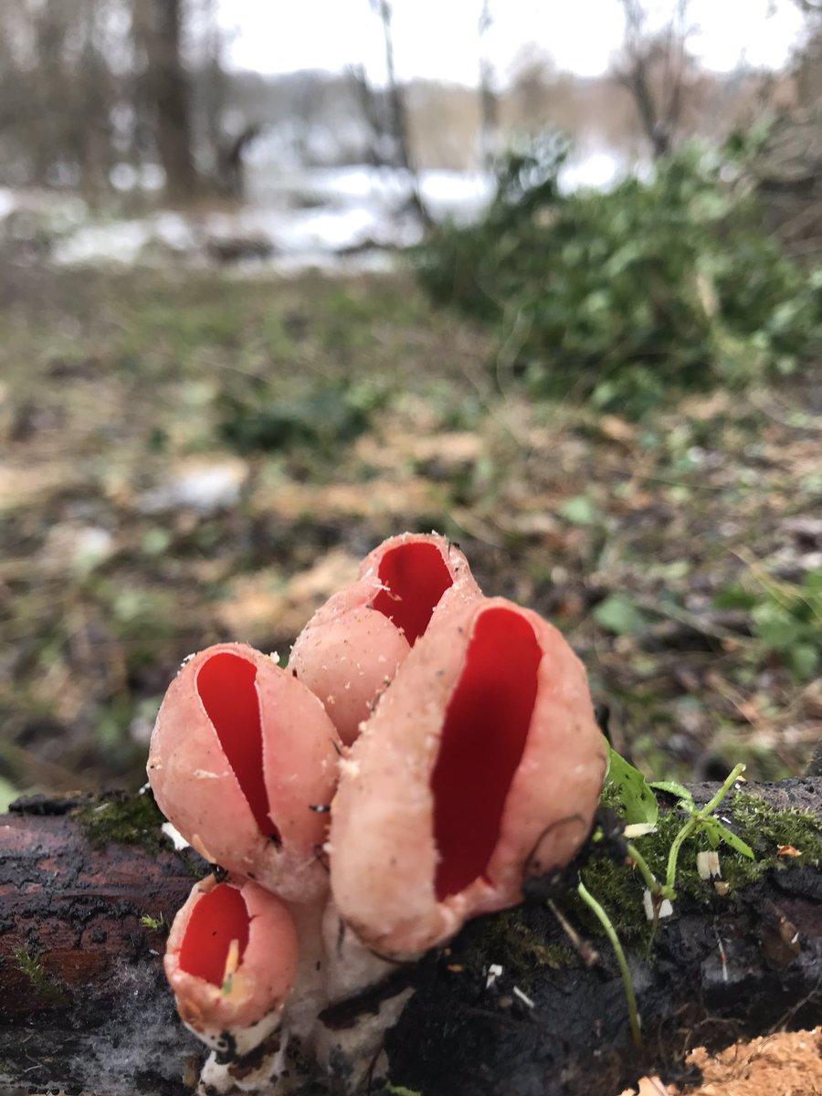 Yeovil's Scarlet Elf Cups